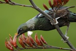 Tūī | Tui. Adult feeding on flax nectar, showing pollen rubbing onto forehead. Dunedin, December 2008. Image © Craig McKenzie by Craig McKenzie.