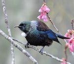 Tūī | Tui. Adult among spring blossoms. Auckland, August 2014. Image © Marie-Louise Myburgh by Marie-Louise Myburgh.