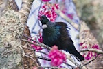 Tūī | Tui. Adult vocalising with feathers fluffed out. Te Puke, August 2012. Image © Raewyn Adams by Raewyn Adams.