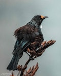 Tūī | Tui. Tui with flax pollen on forehead. Auckland west coast, November 2021. Image © Senoj Fernando by Senoj Fernando.