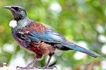 Tūī | Tui. Adult. Havelock North, January 2010. Image © Dick Porter by Dick Porter.