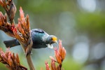 Tūī | Tui. Adult feeding on flax nectar with pollen on forehead. Eglinton Valley, Fiordland, December 2012. Image © Sabine Bernert by Sabine Bernert.