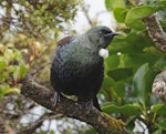 Tūī | Tui. Adult. Ackers Point track, Stewart Island, March 2023. Image © Glenn Pure by Glenn Pure.