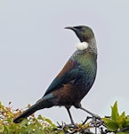 Tūī | Tui. Adult standing. Nelson Province, July 2016. Image © Rebecca Bowater by Rebecca Bowater FPSNZ AFIAP.