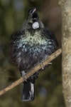 Tūī | Tui. Adult singing with puffed up chest. Sandringham, Auckland, August 2016. Image © Ron Enzler by Ron Enzler.