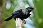 Tūī | Tui. Adult. Tiritiri Matangi Island, April 2010. Image © Cheryl Marriner by Cheryl Marriner.