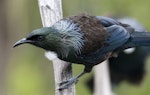 Tūī | Tui. Adult. Tiritiri Matangi Island, November 2012. Image © Philip Griffin by Philip Griffin.