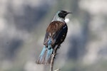 Tūī | Tui. Adult (Chatham Island subspecies). Mangere Island, Chatham Islands, November 2022. Image © Steve Pilkington by Steve Pilkington.
