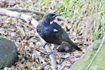 Tūī | Tui. Immature. Mount Maunganui, March 2012. Image © Raewyn Adams by Raewyn Adams.