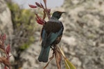 Tūī | Tui. Adult Chatham Island tui. Rangatira Island, Chatham Islands, October 2020. Image © James Russell by James Russell.
