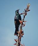 Tūī | Tui. Adult Chatham Island tui on flax. Rangatira Island, January 2002. Image © Department of Conservation (image ref: 10050873) by Helen Gummer, Department of Conservation.
