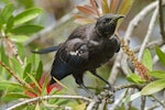 Tūī | Tui. Juvenile feeding in bottlebrush. Mt Eden, January 2015. Image © Bruce Buckman by Bruce Buckman.