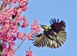Tūī | Tui. Adult in flight. Te Puke, August 2012. Image © Raewyn Adams by Raewyn Adams.