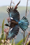 Tūī | Tui. Adult in flight (note flax pollen on forehead). Pauatahanui Inlet, December 2012. Image © David Brooks by David Brooks.