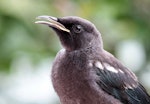 Tūī | Tui. Close view of juvenile. Havelock North, February 2010. Image © Dick Porter by Dick Porter.