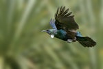 Tūī | Tui. Adult in flight showing notched primaries. Rotorua, October 2012. Image © Tony Whitehead by Tony Whitehead.