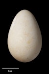 Tūī | Tui. Egg 31.9 x 20.8 mm (NMNZ OR.007614). Chickens Islands, November 1939. Image © Te Papa by Jean-Claude Stahl.