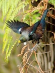 Tūī | Tui. Adult in tree fern (note kaka-beak pollen on forehead). Palmerston North, September 2011. Image © Alex Scott by Alex Scott.