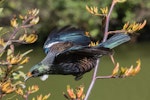 Tūī | Tui. Adult flying between flax flower stems, with pollen on its head. Karori Sanctuary / Zealandia, December 2015. Image © David Brooks by David Brooks.