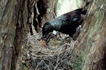 Tūī | Tui. Adult at nest containing chicks. Taranga / Hen Island, November 1979. Image © Department of Conservation (image ref: 10045319) by Dick Veitch, Department of Conservation.