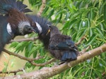 Tūī | Tui. Adult flying in to feed fledgling. Judgeford, Porirua, December 2013. Image © Vance McIndoe by Vance McIndoe.