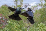 Tūī | Tui. Two adults in dispute over flax flowers. Wellington south coast, November 2014. Image © David Brooks by David Brooks.