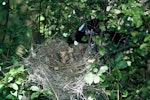 Tūī | Tui. Adult feeding chicks in nest. Taranga / Hen Island, November 1965. Image © Department of Conservation (image ref: 10044971) by Don Merton, Department of Conservation.