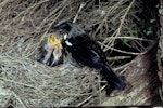 Tūī | Tui. Adult at nest containing 3 chicks. Taranga / Hen Island, November 1978. Image © Department of Conservation (image ref: 10041246) by Dick Veitch, Department of Conservation.