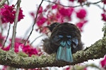 Tūī | Tui. Adult with feathers fluffed out showing tail. Te Puke, August 2011. Image © Raewyn Adams by Raewyn Adams.