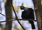 Tūī | Tui. Adult singing. Lake Taupo, October 2009. Image © Jenny Atkins by Jenny Atkins.
