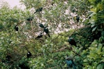Tūī | Tui. Flock perched in tree. Kapiti Island. Image © Department of Conservation (image ref: 10045831) by Greg Sherley, Department of Conservation.