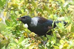 Tūī | Tui. Adult feeding on berries. Raoul Island, Kermadec Islands, January 2009. Image © Gareth Rapley by Gareth Rapley.