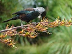Tūī | Tui. Adult feeding on flax nectar. Karori Sanctuary / Zealandia, December 2007. Image © Department of Conservation (image ref: 10065314) by Danica Devery-Smith, Department of Conservation.