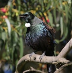 Tūī | Tui. Adult singing. Wanganui, July 2009. Image © Ormond Torr by Ormond Torr.
