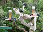 Tūī | Tui. Flock at a feeders. Tiritiri Matangi Island, April 2012. Image © Joke Baars by Joke Baars.