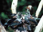 Tūī | Tui. Adults at sugar water feeder. Little Barrier Island, March 1987. Image © Alan Tennyson by Alan Tennyson.