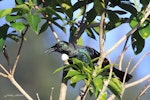 Tūī | Tui. Adult showing iridescence in sunlight. Mid-north, September 2009. Image © Jenny Atkins by Jenny Atkins.