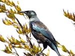 Tūī | Tui. Adult. Matakohe, November 2012. Image © Thomas Musson by Thomas Musson.