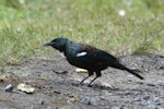 Tūī | Tui. Adult eating invertebrates from the ground. Hamurana, December 2013. Image © Raewyn Adams by Raewyn Adams.