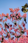 Tūī | Tui. Flock feeding in a flowering Taiwan cherry tree. Te Puke, September 2017. Image © Raewyn Adams by Raewyn Adams.