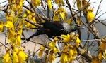 An adult tūī perched in a kōwhai tree