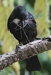 Tūī | Tui. Adult collecting nest material. Eastbourne, January 2016. Image © Robert Hanbury-Sparrow by Robert Hanbury-Sparrow.