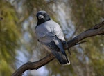Black-faced cuckoo-shrike. Adult looking over its back. Alice Springs, Northern Territory, Australia, August 2006. Image © Philip Griffin by Philip Griffin.