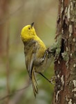 Mohua | Yellowhead. Adult. Ulva Island, March 2023. Image © Glenn Pure by Glenn Pure.