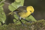 Mohua | Yellowhead. Adult male feeding in ribbonwood tree. Routeburn Flats, Mt Aspiring National Park, April 2016. Image © Ron Enzler by Ron Enzler.
