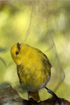 Mohua | Yellowhead. Immature with colour bands. Eglinton Valley, Fiordland, March 2014. Image © Glenda Rees by Glenda Rees.
