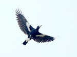 Australian magpie | Makipai. Adult in flight, ventral view. Wanganui, September 2015. Image © Ormond Torr by Ormond Torr.