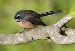 New Zealand fantail | Pīwakawaka. South Island pied morph adult. Catlins, April 2011. Image © Philip Griffin by Philip Griffin.