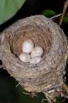 New Zealand fantail | Pīwakawaka. Nest with 4 eggs. Wellington, October 2007. Image © Peter Reese by Peter Reese.