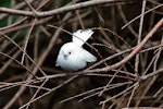 New Zealand fantail | Pīwakawaka. Leucistic adult, at rest after hunting insects. Stratford, July 2020. Image © Paul Le Roy by Paul Le Roy.